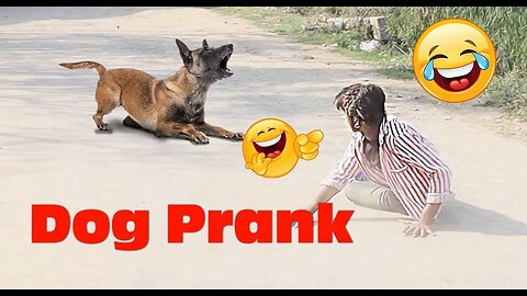 Animals prank vedios