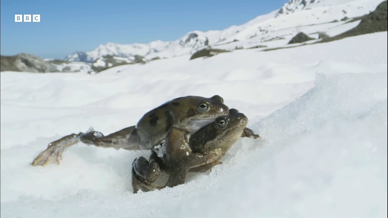 Frogs Race For Mating | Planet Earth II | BBC Earth 🌎🌍