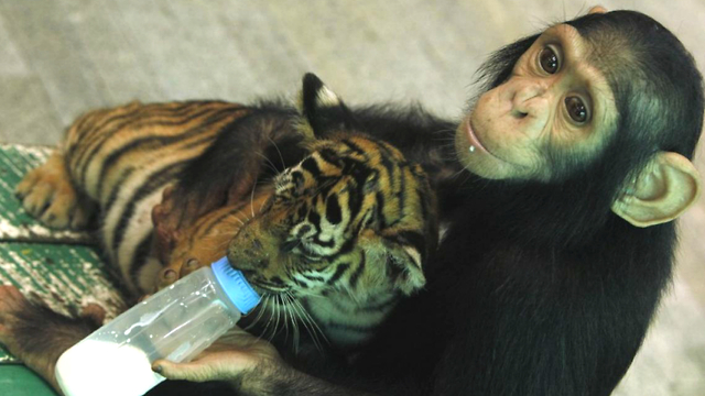 Chimp Bottle Feeds Tiger Cubs