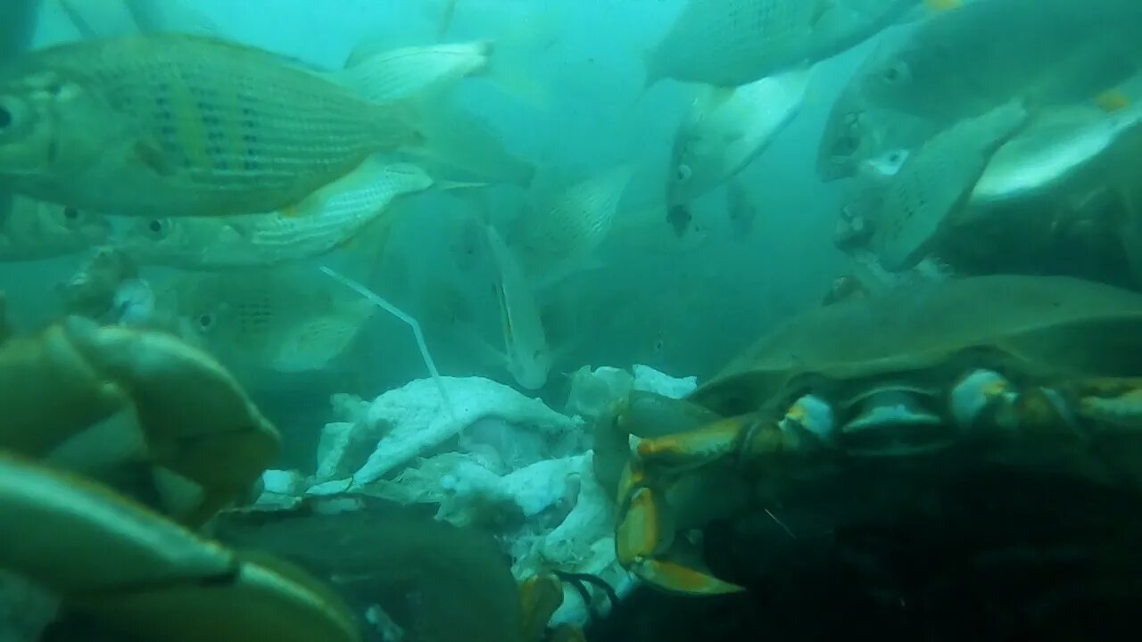 Crabbing Underwater Footage Part 3/ Garibaldi, Oregon