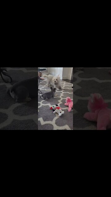 Lovey meets cousin Snowy 8 7 2023