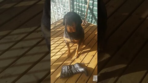 Rottweiler Chewed My Boot Wasn't Me....😒 #rottweiler #shorts
