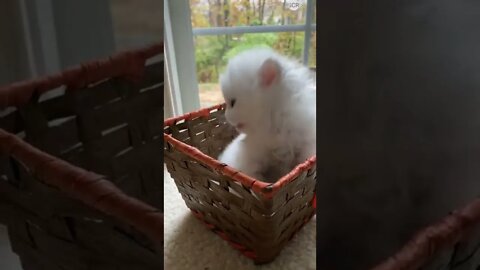 funny cat videos | cute cat videos| cute animals funny cats #shorts #shortsfunny #cutecat #funnycat