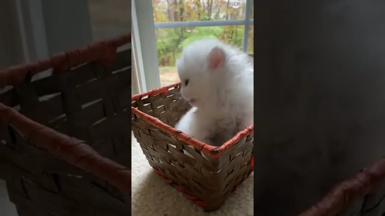 funny cat videos | cute cat videos| cute animals funny cats #shorts #shortsfunny #cutecat #funnycat