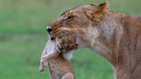 The lion is bringing his cubs