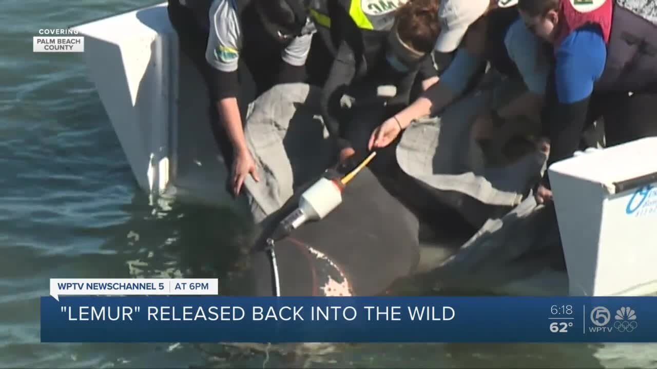 Manatee released at Manatee Lagoon in Riviera Beach