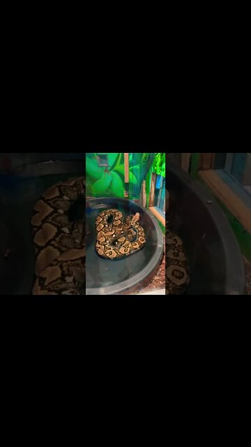 A large Anaconda chilling