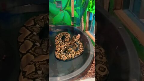 A large Anaconda chilling