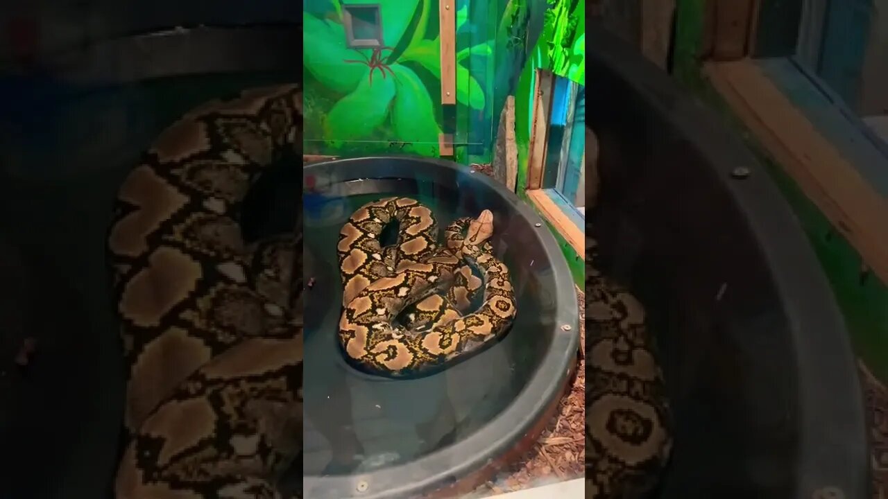 A large Anaconda chilling