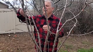 How To Prune A Fruit Tree