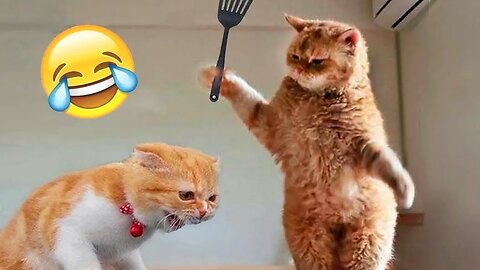 Funniest Cats And Dogs Video 😺😍