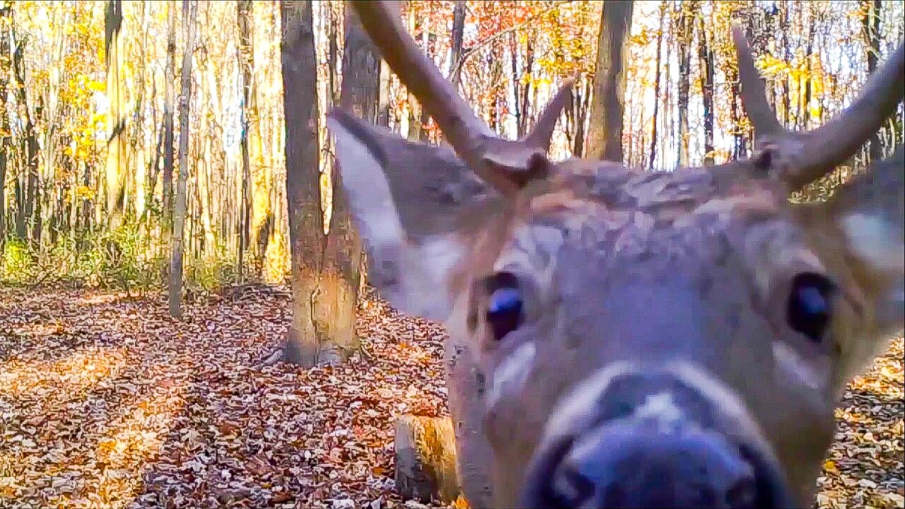 Deer love sticking their noses in my trail cams!