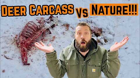 Deer CARCASS In The WOODS!!! (What Will Eat It???)