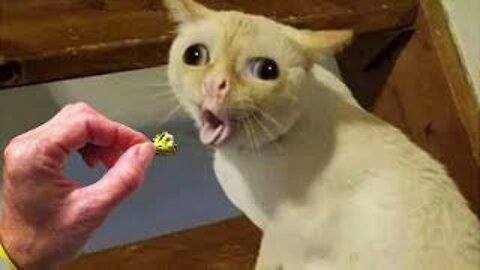 Cute and Funny Cat Compilation Video #shorts