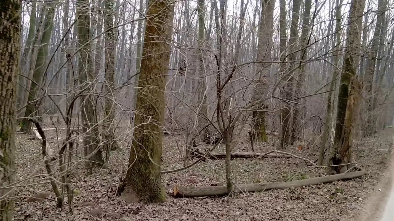 Pădurea Băneasa tăieri masive