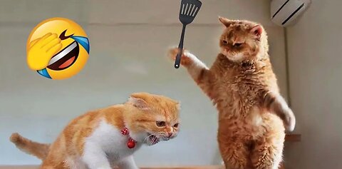 Lovely and cute pets! Fun to play with them. #pets #cuteanimals #cute pets