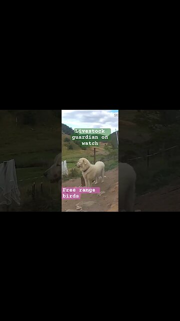 Livestock guardian on watch with free range birds