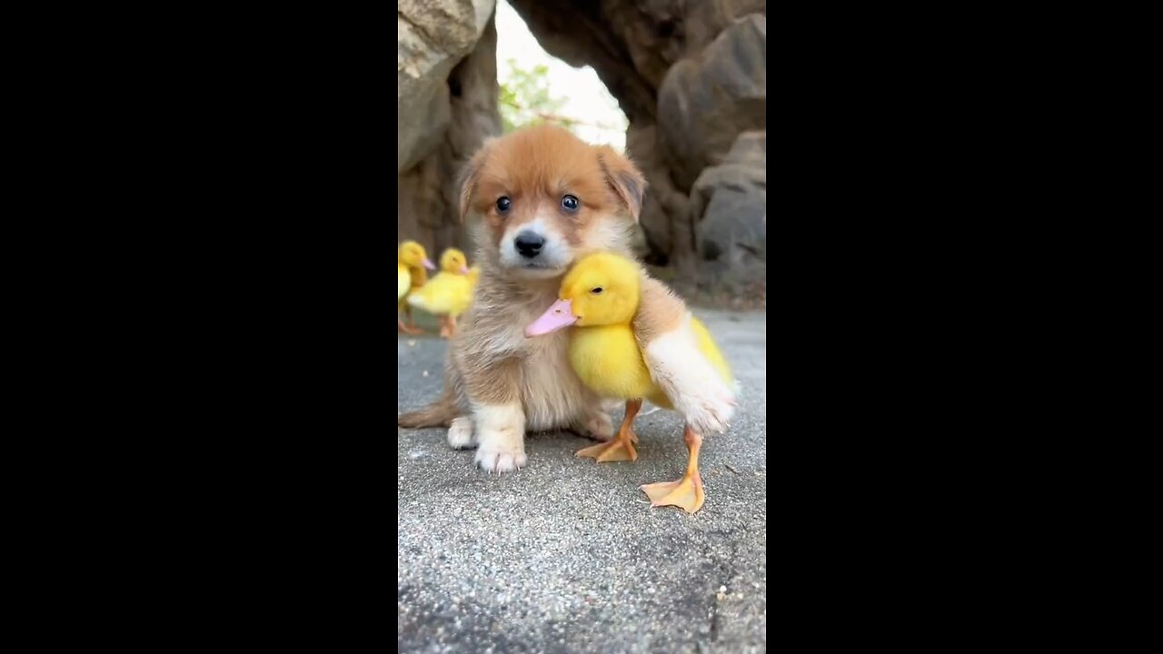 dog duck