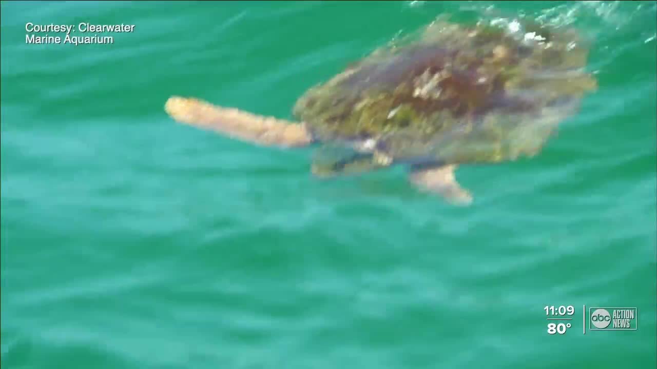 Clearwater Marine Aquarium urges boaters to watch for sea life Memorial Day weekend