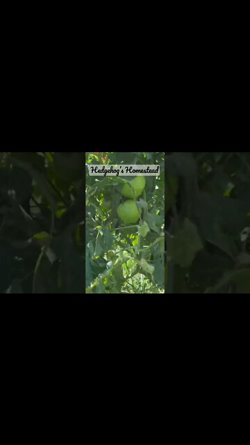 Volunteer tomatoes in the volunteer state #hedgehogshomestead