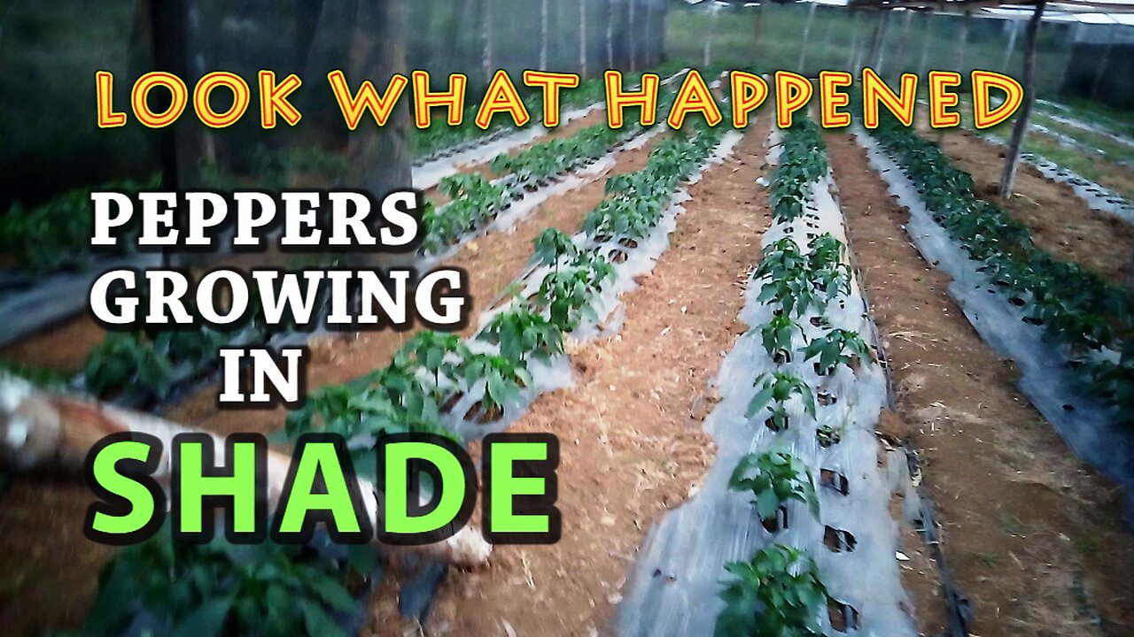 GROWING BELL PEPPERS IN SHADES