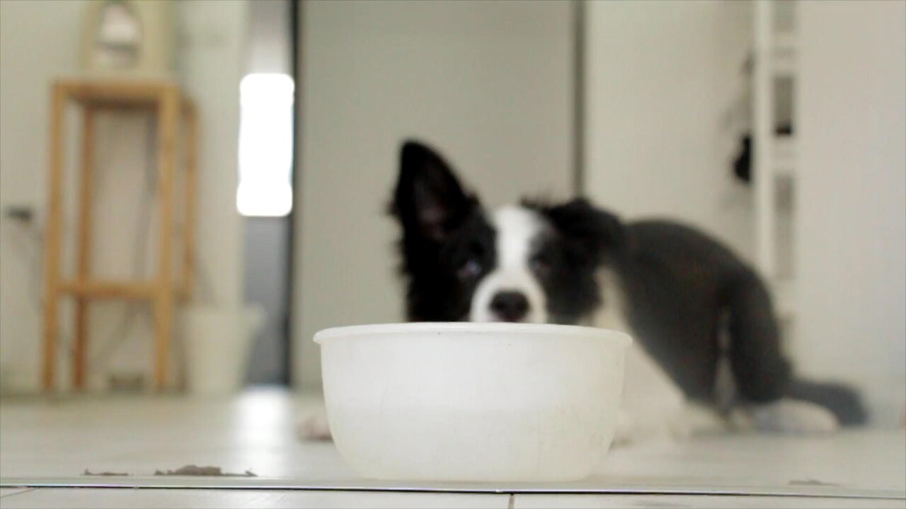 "Adorable Moments: Watch This Cute Dog Enjoying a Milk Treat!"