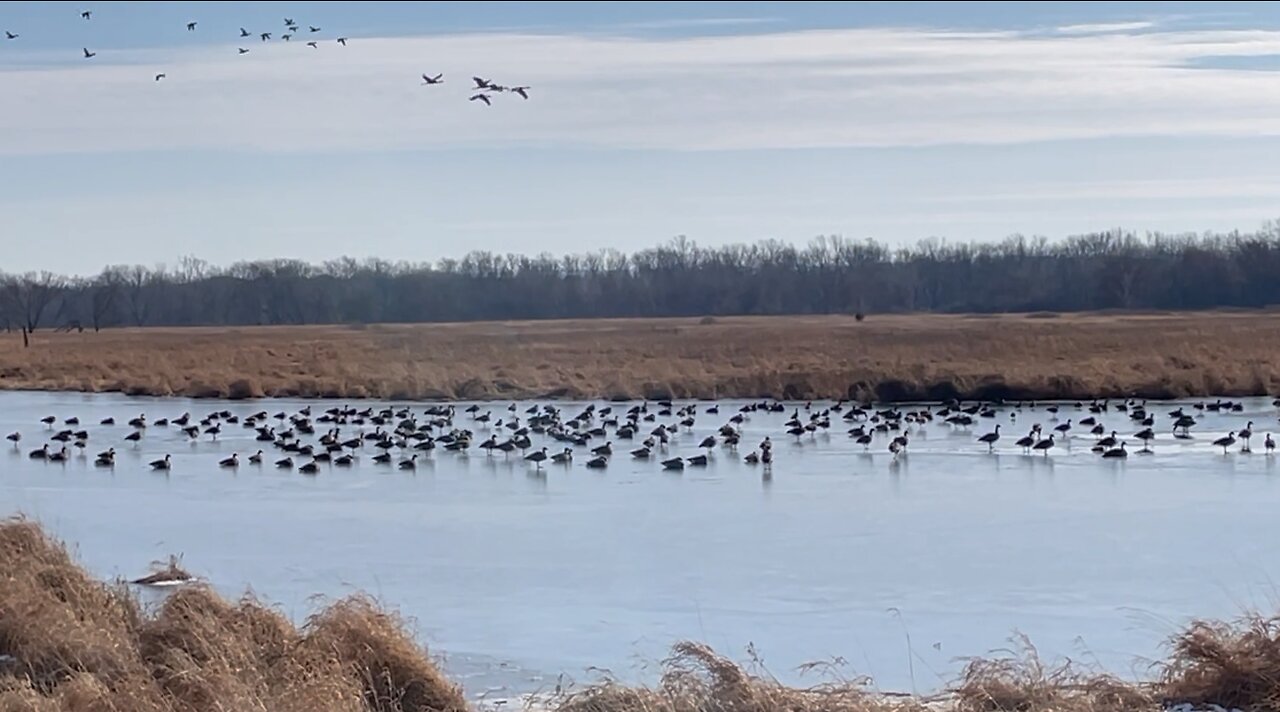 Ducks On Ice 50007