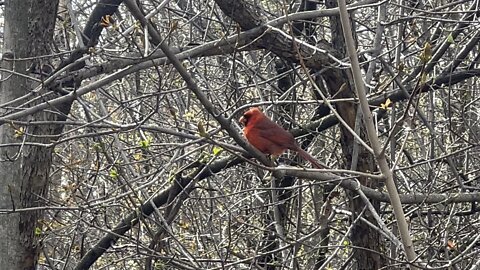 Male Cardinal