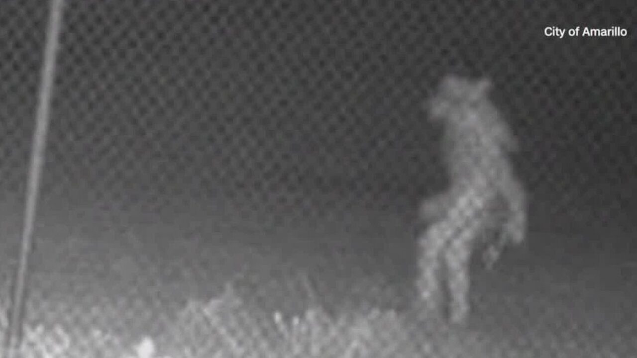 Check This Out: Bizarre figure caught on Amarillo, Texas, Zoo's security camera