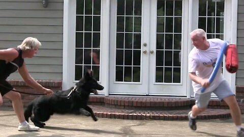 Best Guard Dog Training Video