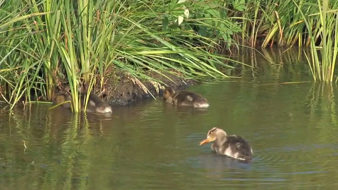 Cute Ducklings Near Riverbank