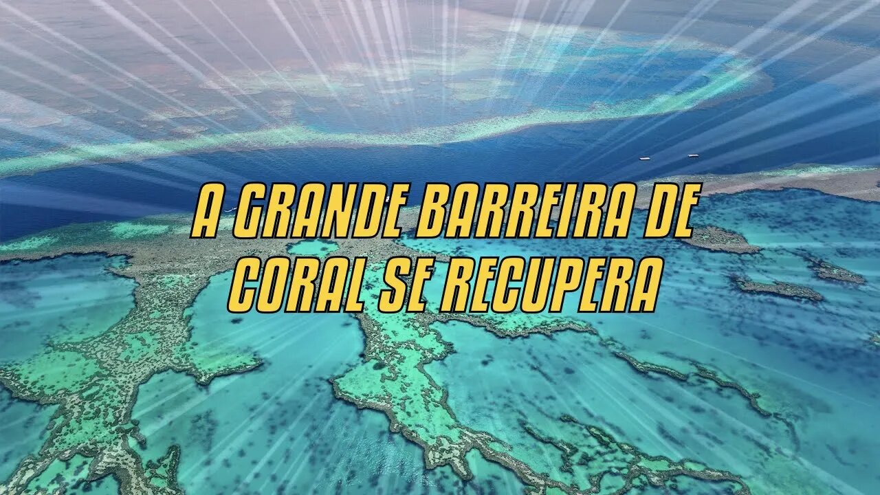 A Grande Barreira De Coral Se Recupera