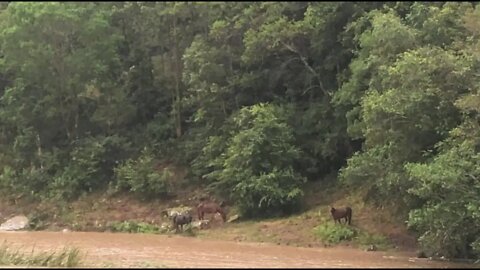 All the horses are safe in the flood. We are facing catastrophic flooding