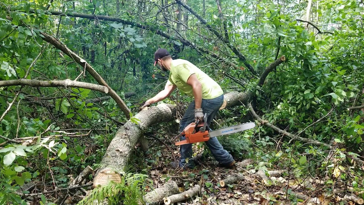 Morning wood! Part 2. Filling the woodshed.