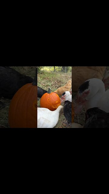 How We Carve A Pumpkin 🎃 On The Farm @SippinandSpillin #pumpkincarving #chickens #duck