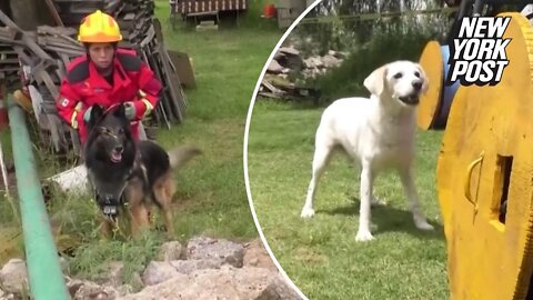 Earthquake school teaches hero dogs more than 'shake'