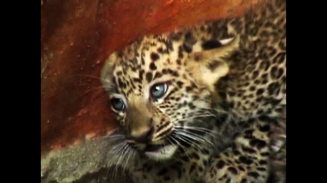 Abandoned Leopard Cubs Found In Well