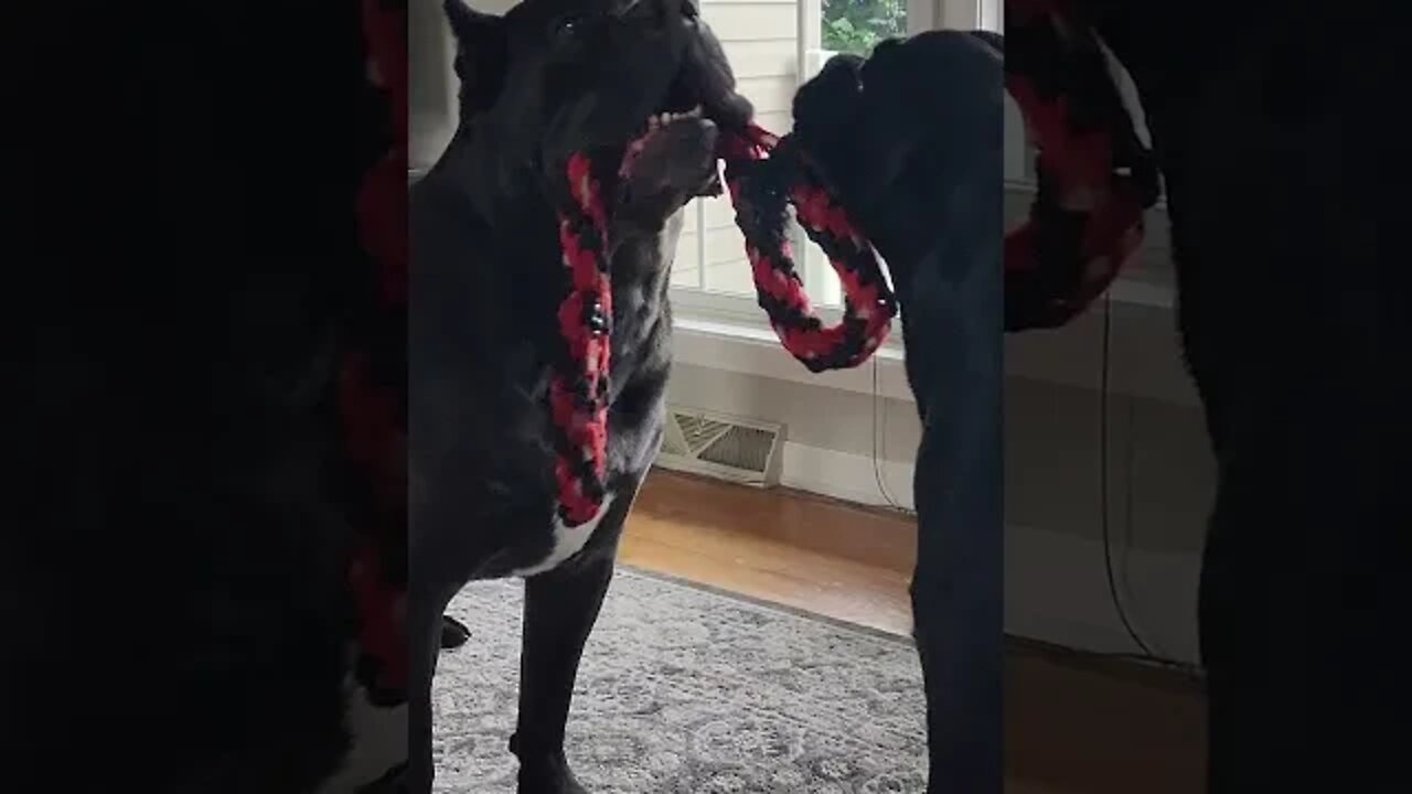 Cane Corso Puppy Decides To ...... #shorts #funnydogs #viral