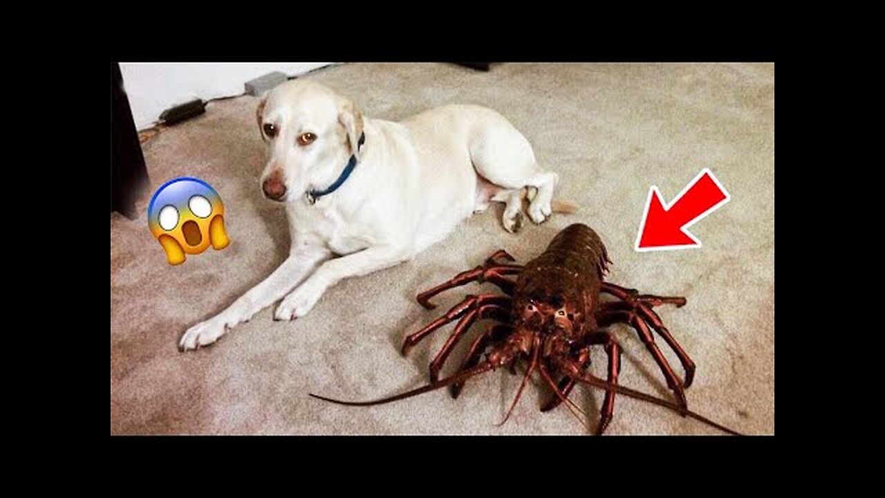 Funniest Dog Reactions of 2023 - Scared and Pranks Dog 🐶😹 | Pets Island