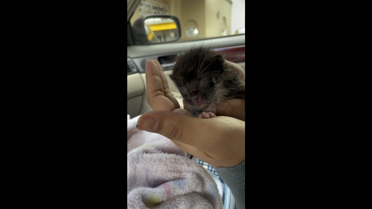 Newborn Kitten Oreo