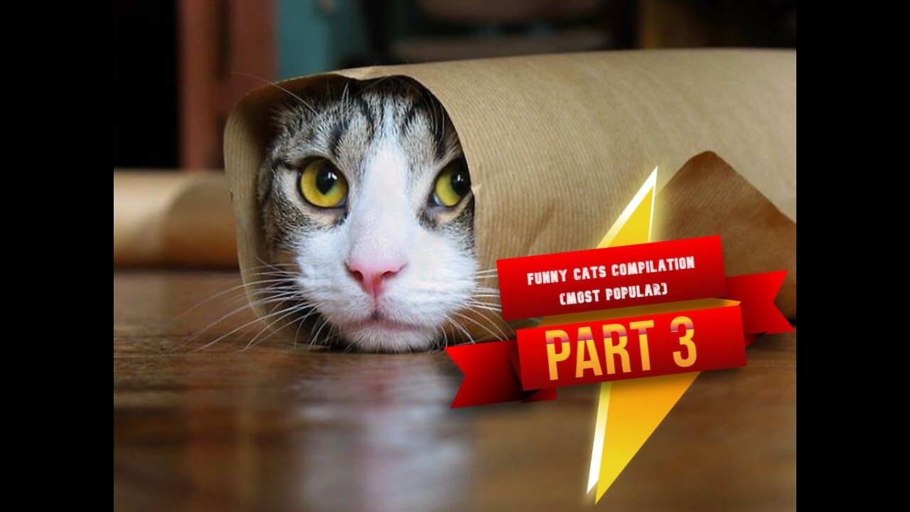 Funny Cats Compilation (Most Popular) Part 3