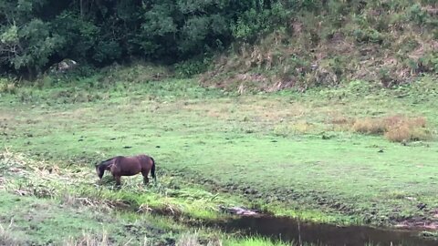 Another brumby eats reeds from the creek and then runs up to her herd mates all sassy and cute