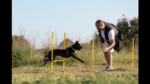 Amazing dog performance cpr squats and press ups in Heelwork to music Routine