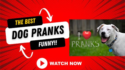 Funny video dog pranks!!