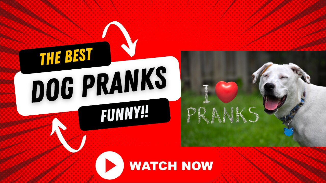 Funny video dog pranks!!