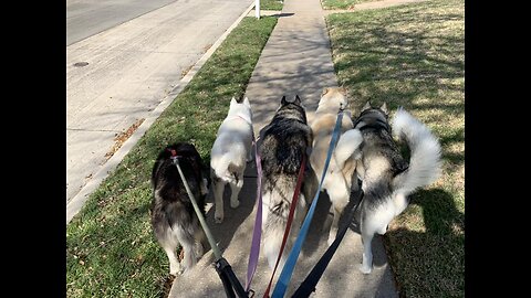 All Huskys, Snowdogs & More - Walkies