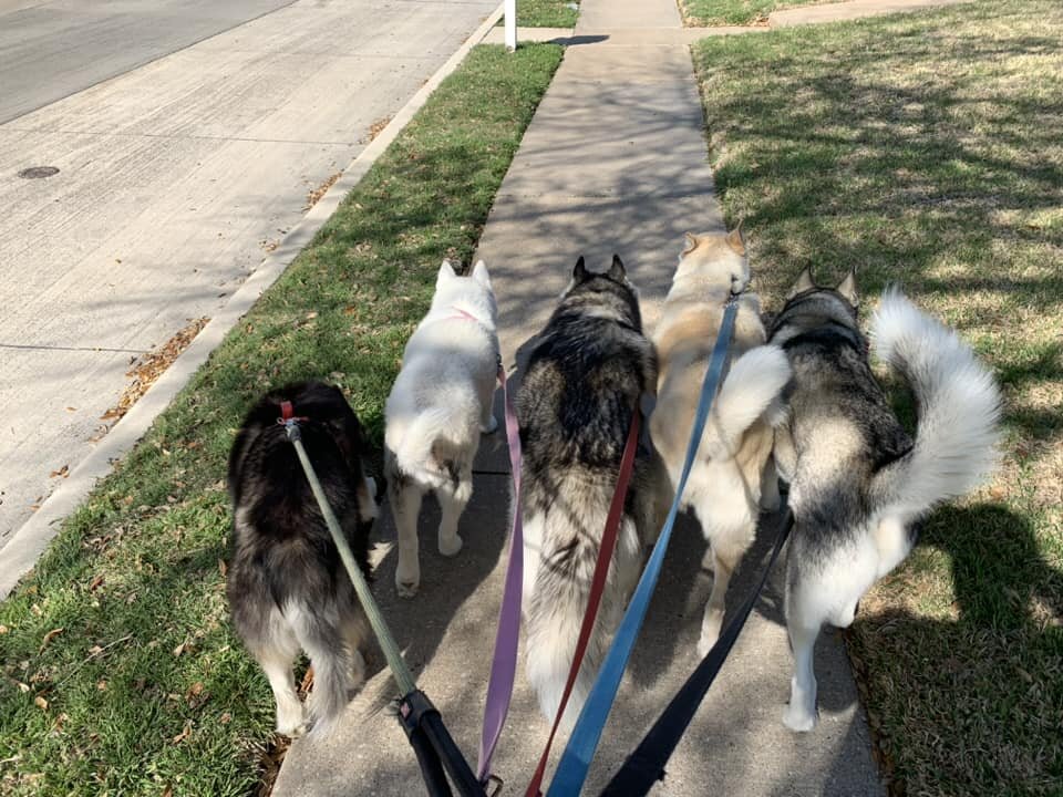 All Huskys, Snowdogs & More - Walkies