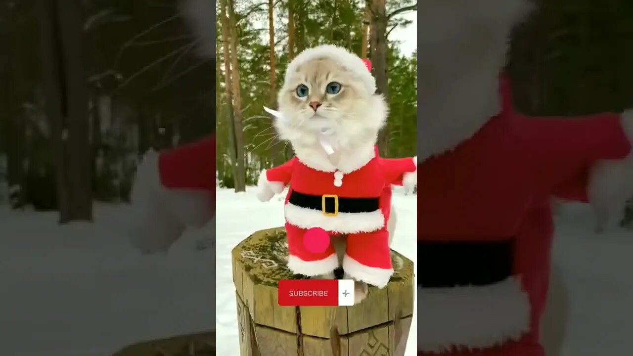 Cute Cat | Funny Santa Cat 😻😻😻