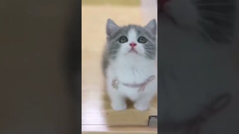 Cute little cat !! 🥰😘💕#shorts #cat #2022 #viral #viralshorts #cute 😘😜😚#funny 😘#youtube #subscribe