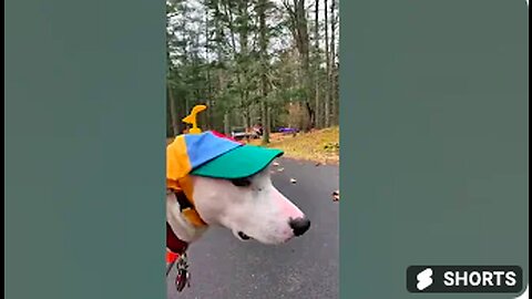 Try not to laugh🤣 Funny animals😹‖ #shorts #funnyvideos